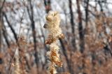 Solidago pacifica