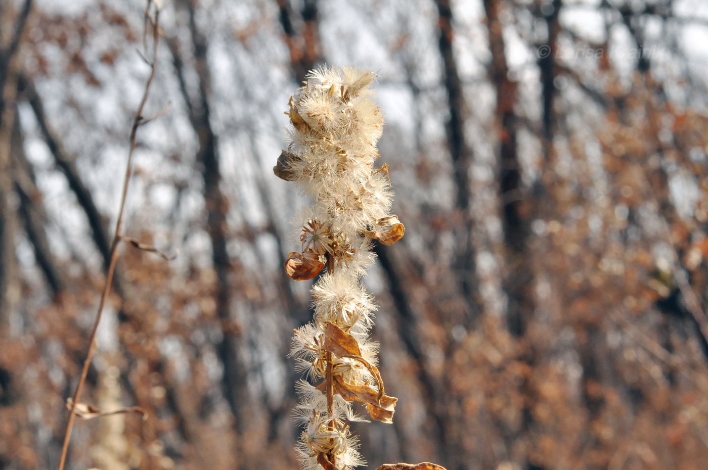 Изображение особи Solidago pacifica.