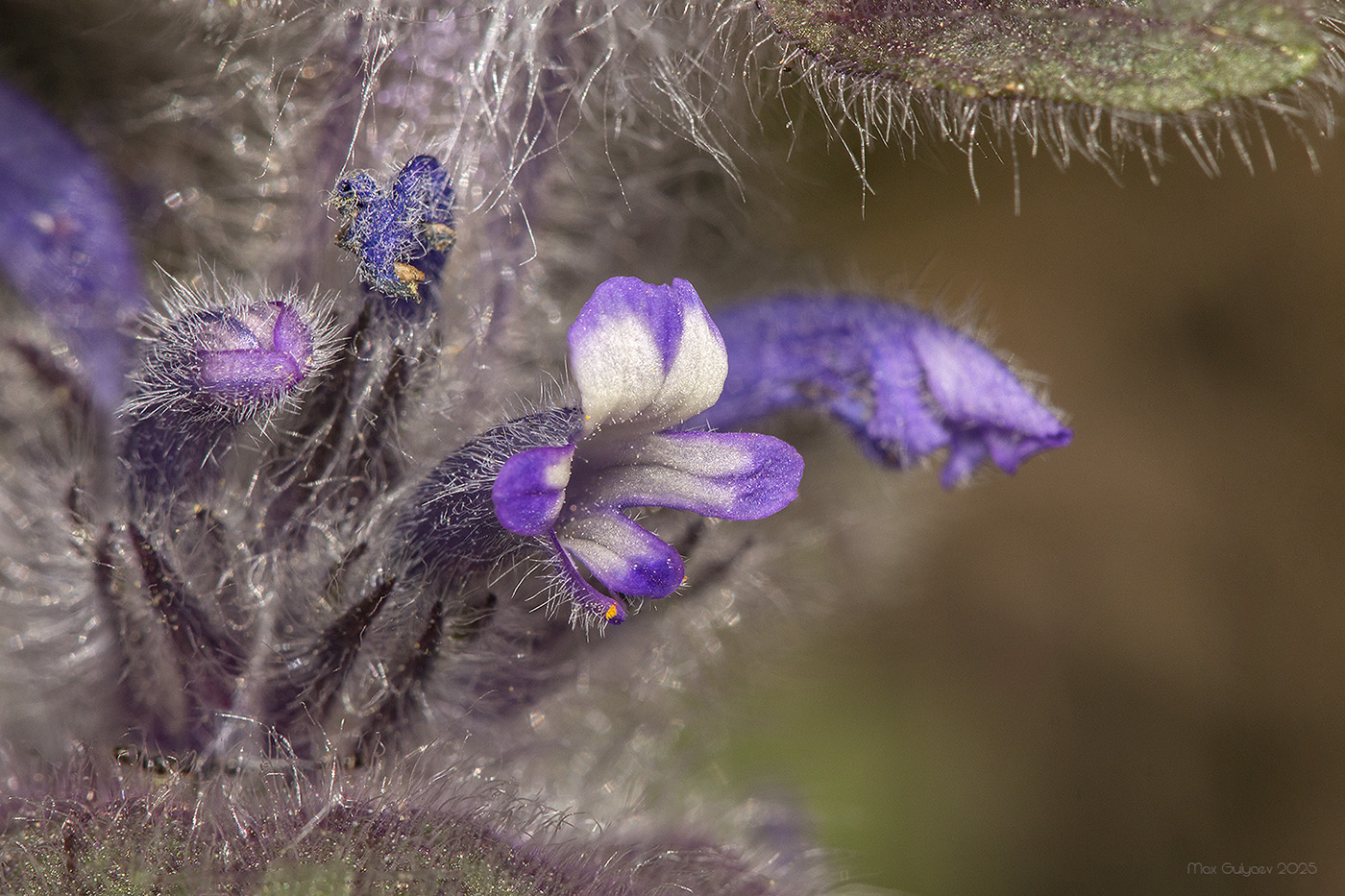 Изображение особи Ajuga orientalis.