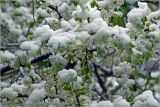 Prunus spinosa. Часть ветви с распустившимися цветками, покрытыми снегом и с каплями растаявшего снега. Московская обл., Раменский р-н, окр. дер. Хрипань, садовый участок. 02.05.2025.