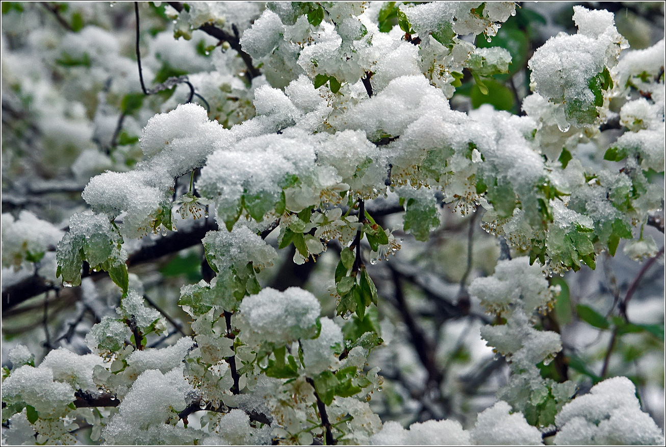 Image of Prunus spinosa specimen.