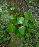 Hedera pastuchovii. Побеги. Дагестан, Магарамкентский р-н, Самурский лес, широколиственный лес. 09.05.2025.