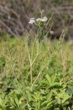 Oenanthe silaifolia. Цветущее растение в сообществе с Potentilla reptans. Крым, Севастополь, Байдарская дол., окр. с. Озёрное, влажная луговина. 06.06.2019.