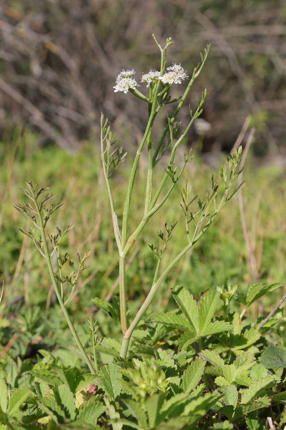 Image of Oenanthe silaifolia specimen.