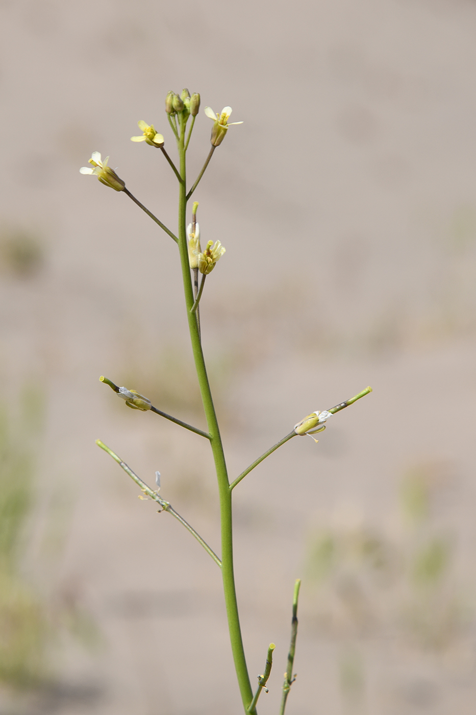 Image of familia Brassicaceae specimen.