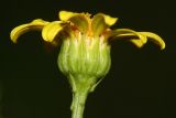 Senecio erraticus