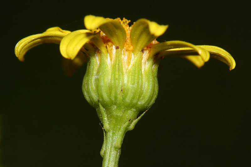 Изображение особи Senecio erraticus.