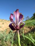 Iris stolonifera