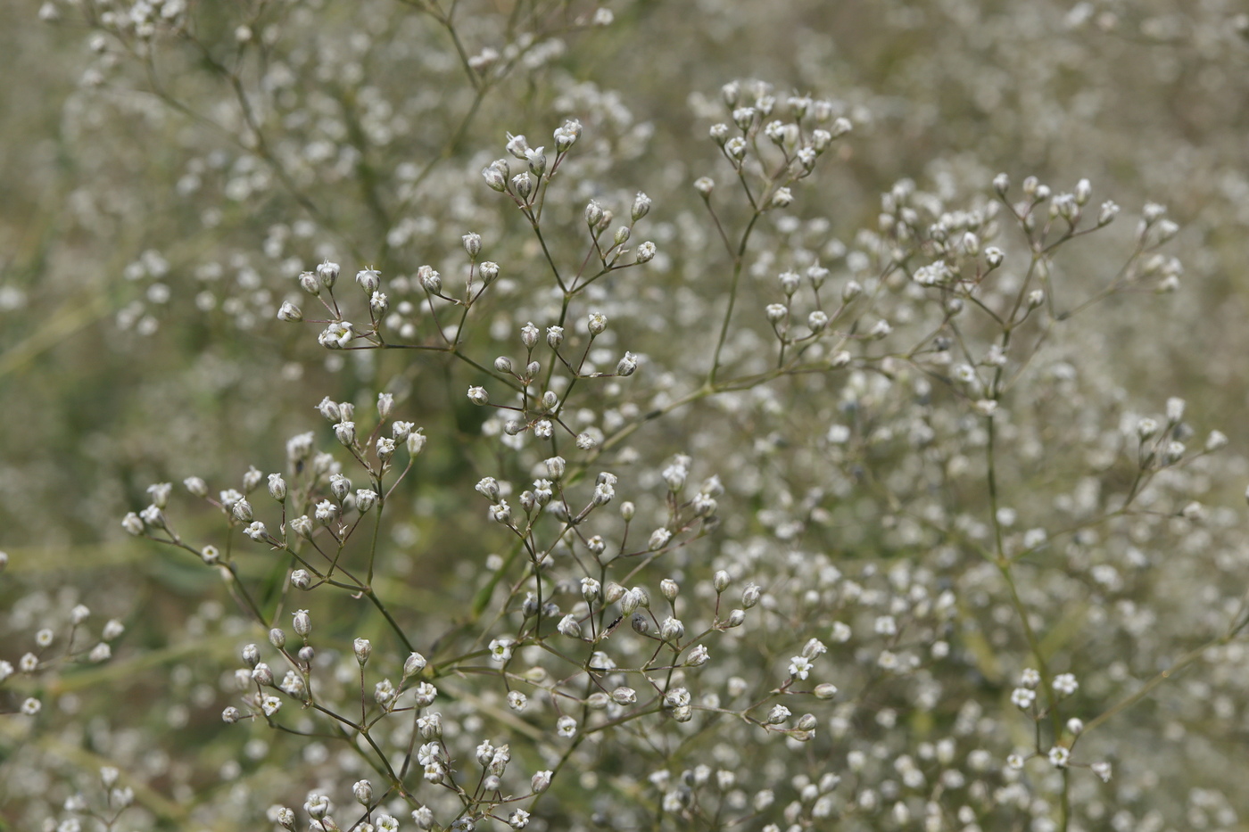 Image of Gypsophila paniculata specimen.