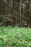 Cirsium palustre. Цветущее растение. Тульская обл., Заокский р-н, Бутиково, просека между березняком и еловыми посадками. 28.06.2025.