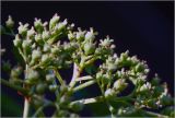 Hydrangea petiolaris