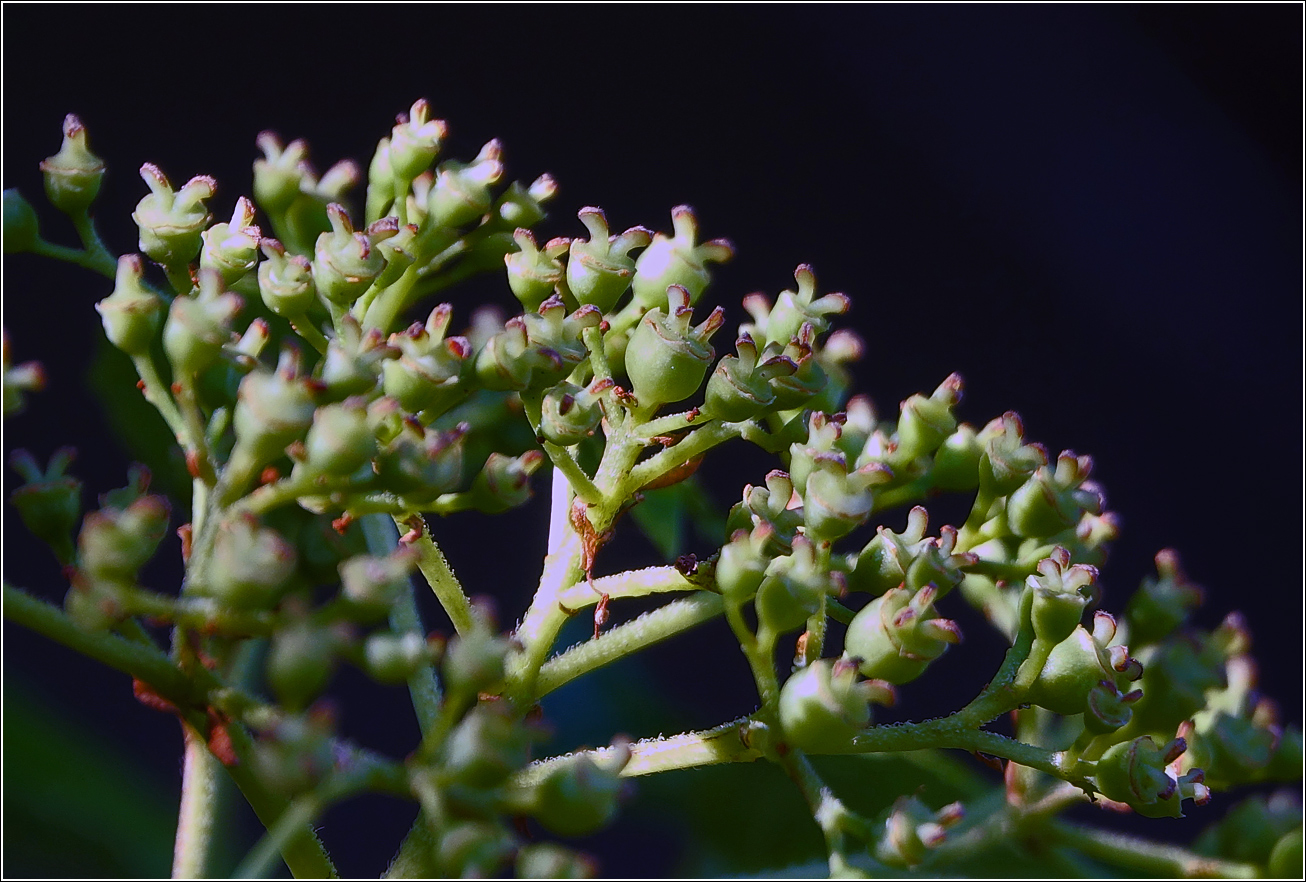 Image of Hydrangea petiolaris specimen.