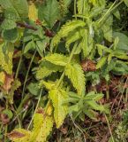 Veronica teucrium. Средняя часть плодоносящего побега. Татарстан, Агрызский р-н, с. Красный Бор, пойменный луг. 08.08.2025.