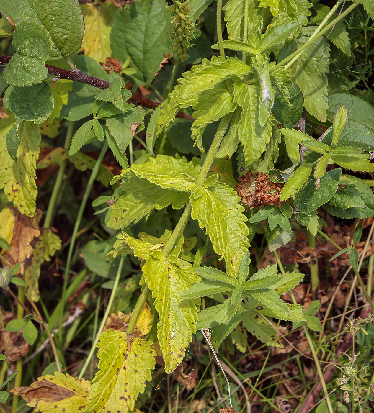 Image of Veronica teucrium specimen.