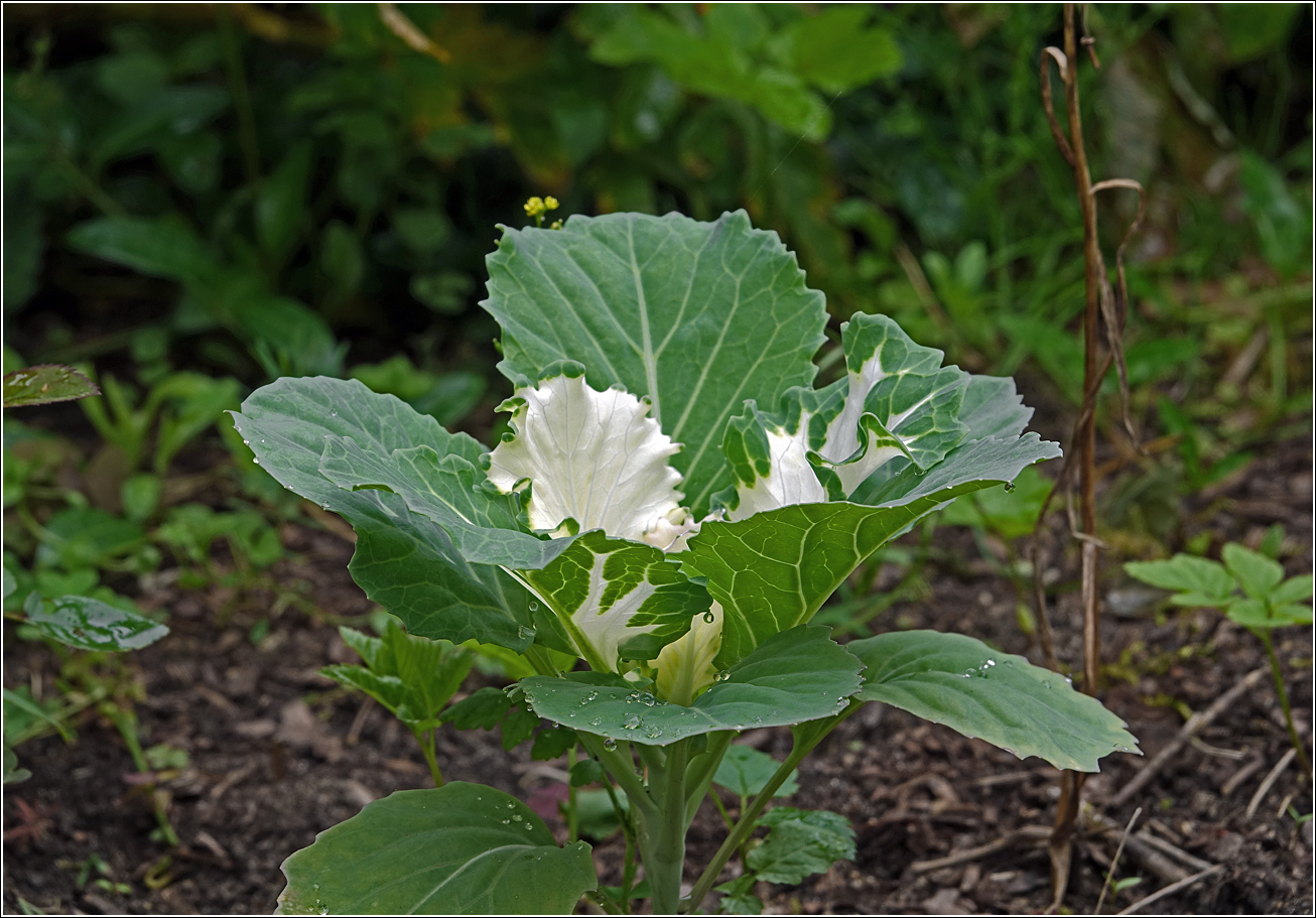 Изображение особи Brassica oleracea var. viridis.