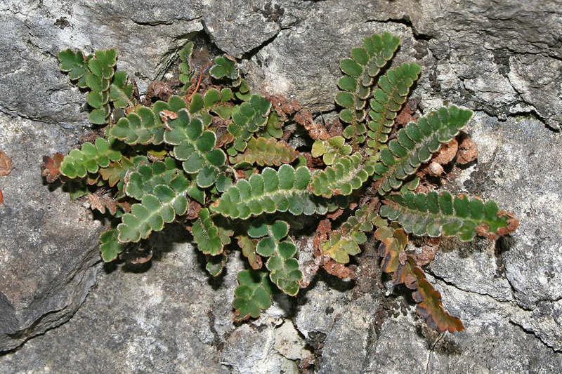 Image of Ceterach officinarum specimen.