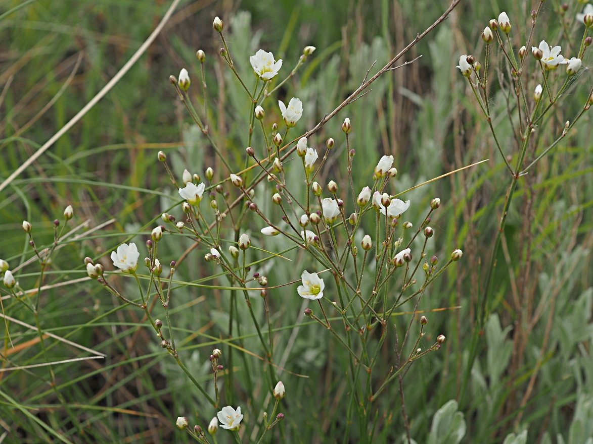 Image of Eremogone biebersteinii specimen.