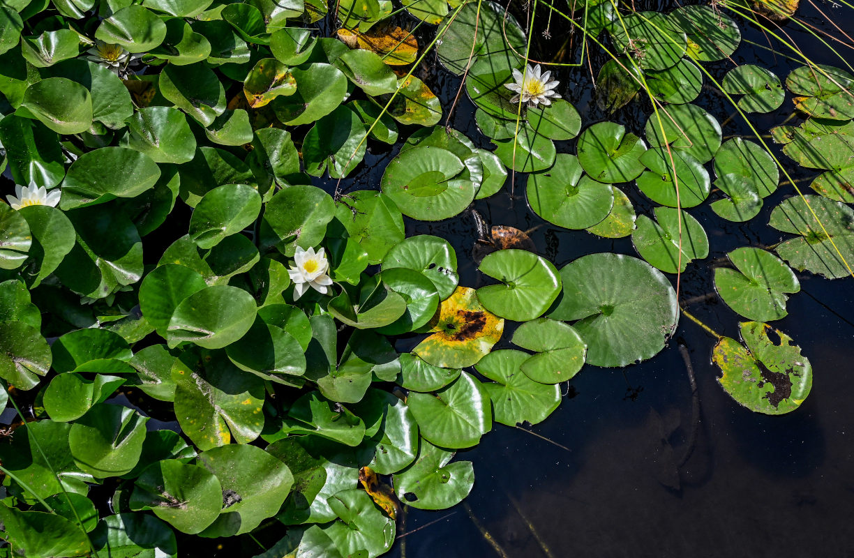 Изображение особи Nymphaea &times; marliacea.