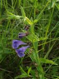 Scutellaria scordiifolia. Верхушка цветущего растения. Хабаровский край, г. Комсомольск-на-Амуре, зарастающий пустырь. 28.06.2025.