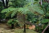 Cyathea cooperi