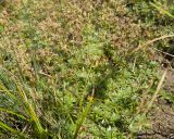 Изображение особи. Автор - Татьяна Винокурова