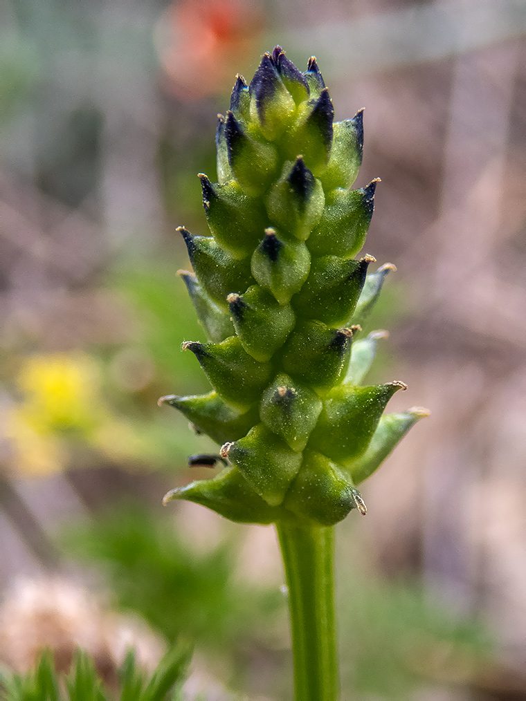 Image of Adonis flammea specimen.