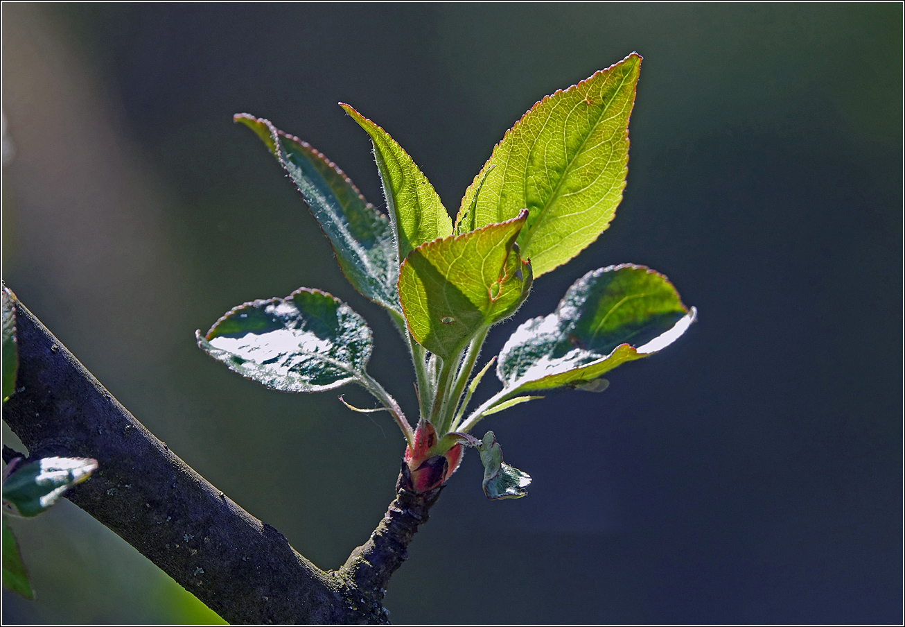Изображение особи Malus domestica.