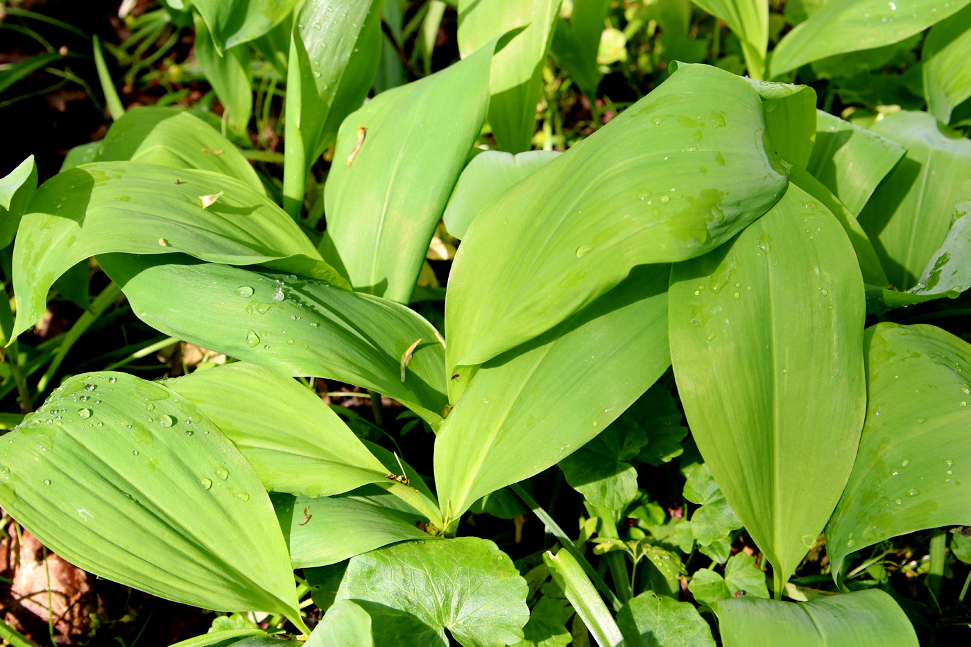 Изображение особи Convallaria majalis.