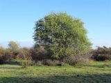 genus Salix. Растение на стадии цветение-плодоношение. Узбекистан, Самаркандская обл., дол. р. Зеравшан, тугай на песчано-гравийной почве. 6 апреля 2023 г.