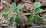 Galium aparine. Побег с цветками. Чувашия, окр. г. Шумерля, берег р. Сура, ниже Водозабора. 18 апреля 2011 г.