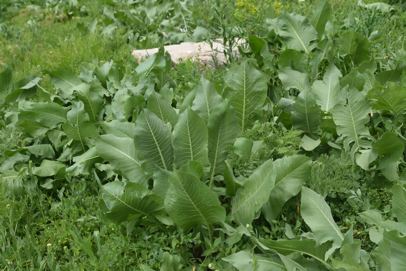 Image of Bunias orientalis specimen.