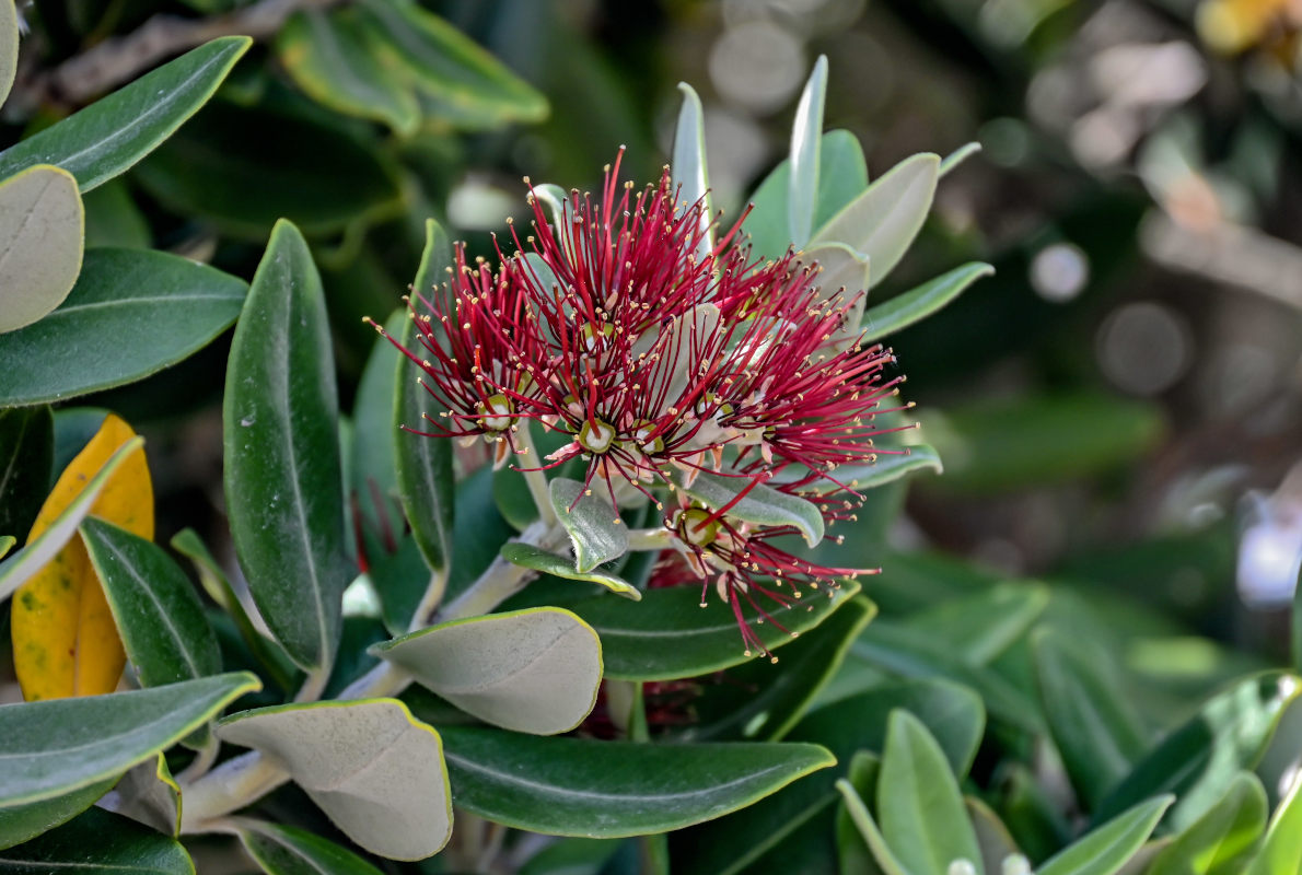 Image of Metrosideros excelsa specimen.