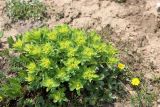 Euphorbia sarawschanica