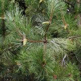 род Pinus. Верхушки ветвей с незрелыми шишками. Волгоград, Тракторозаводской р-н, пос. Латошинка. 03.09.2024.