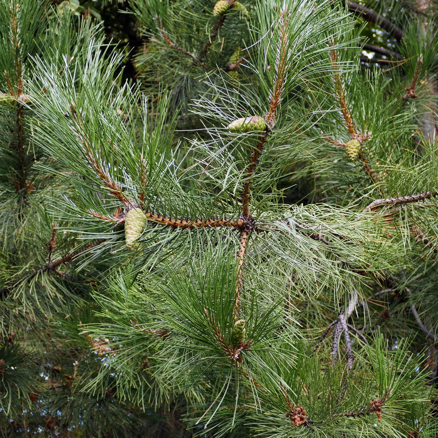 Изображение особи род Pinus.