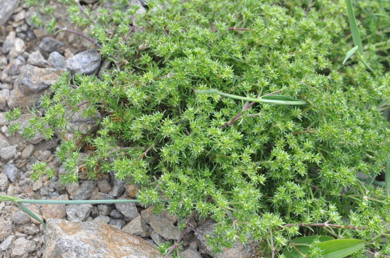Image of Scleranthus annuus specimen.