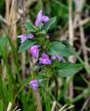 Galeopsis ladanum. Верхушка побега с соцветием. Тульская обл., Заокский р-н, окр. с. Дмитриевское, на краю поля. 07.09.2025.