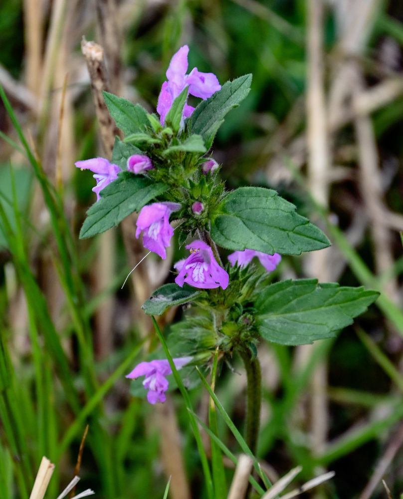 Изображение особи Galeopsis ladanum.