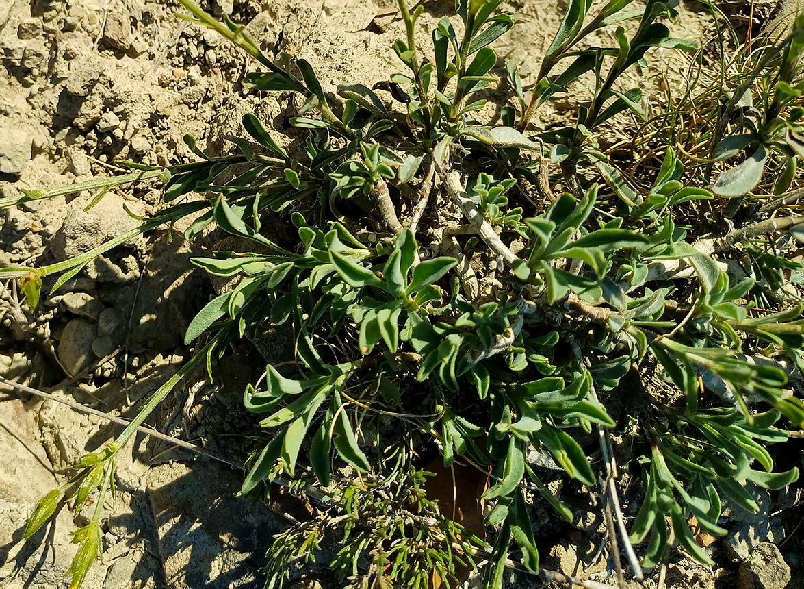 Изображение особи Linum pallasianum.