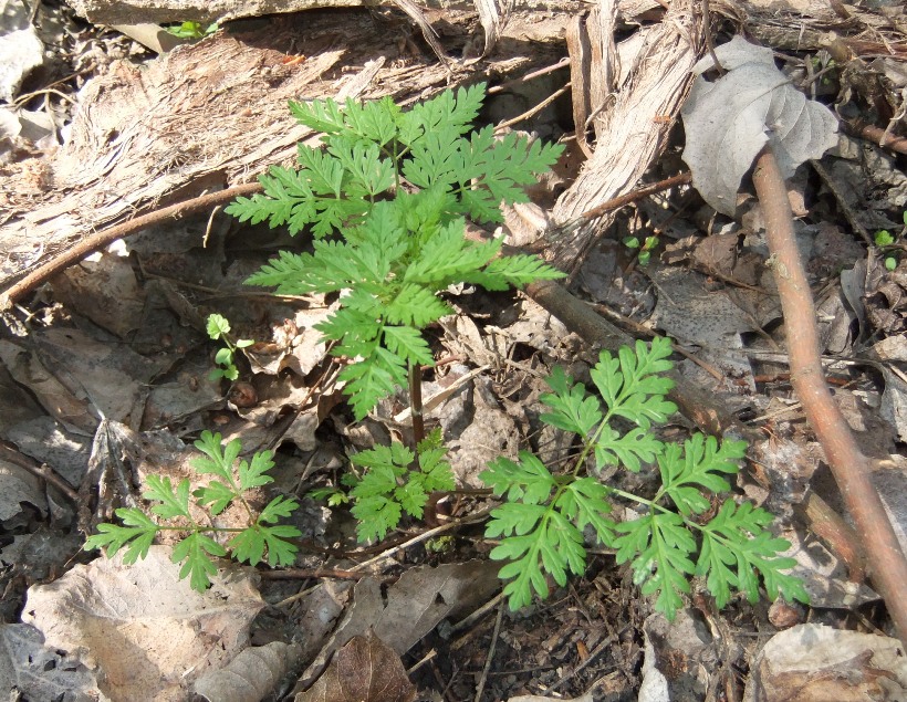 Image of Torilis japonica specimen.