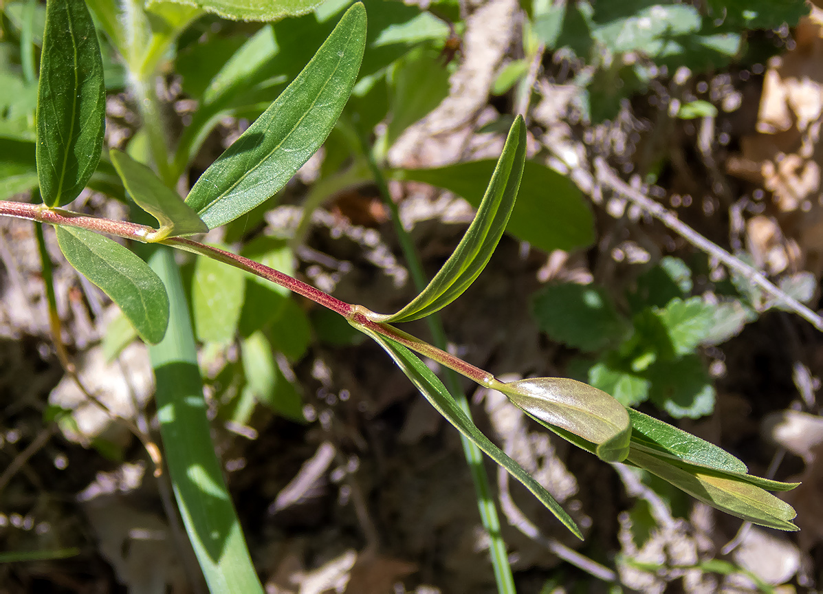 Изображение особи Vinca herbacea.