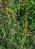 Solidago virgaurea