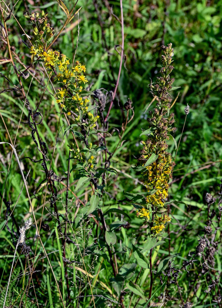 Изображение особи Solidago virgaurea.