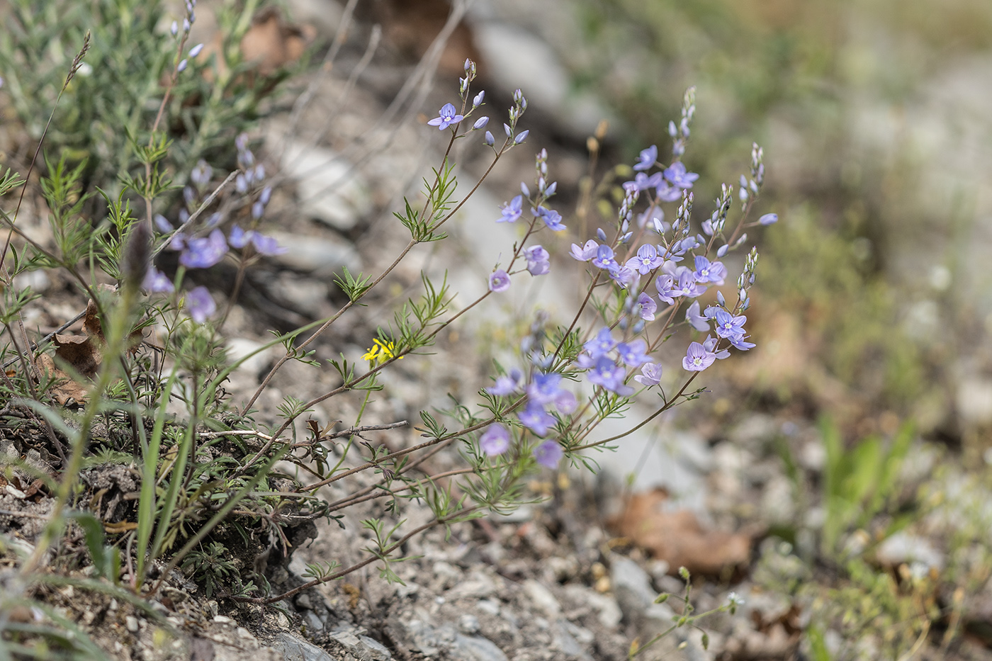 Image of Veronica multifida specimen.