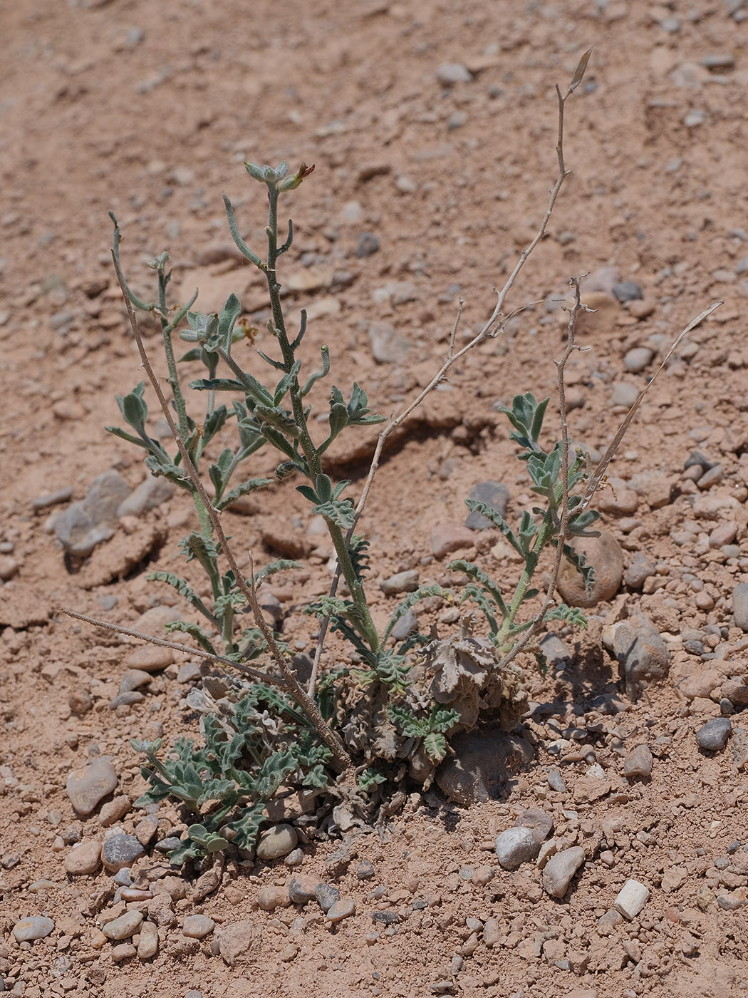 Image of genus Matthiola specimen.
