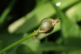 Chionodoxa luciliae. Незрелый плод. Ленинградская обл., Ломоносовский р-н, дер. Дубки, дачный участок, в культуре. 17.05.2026.