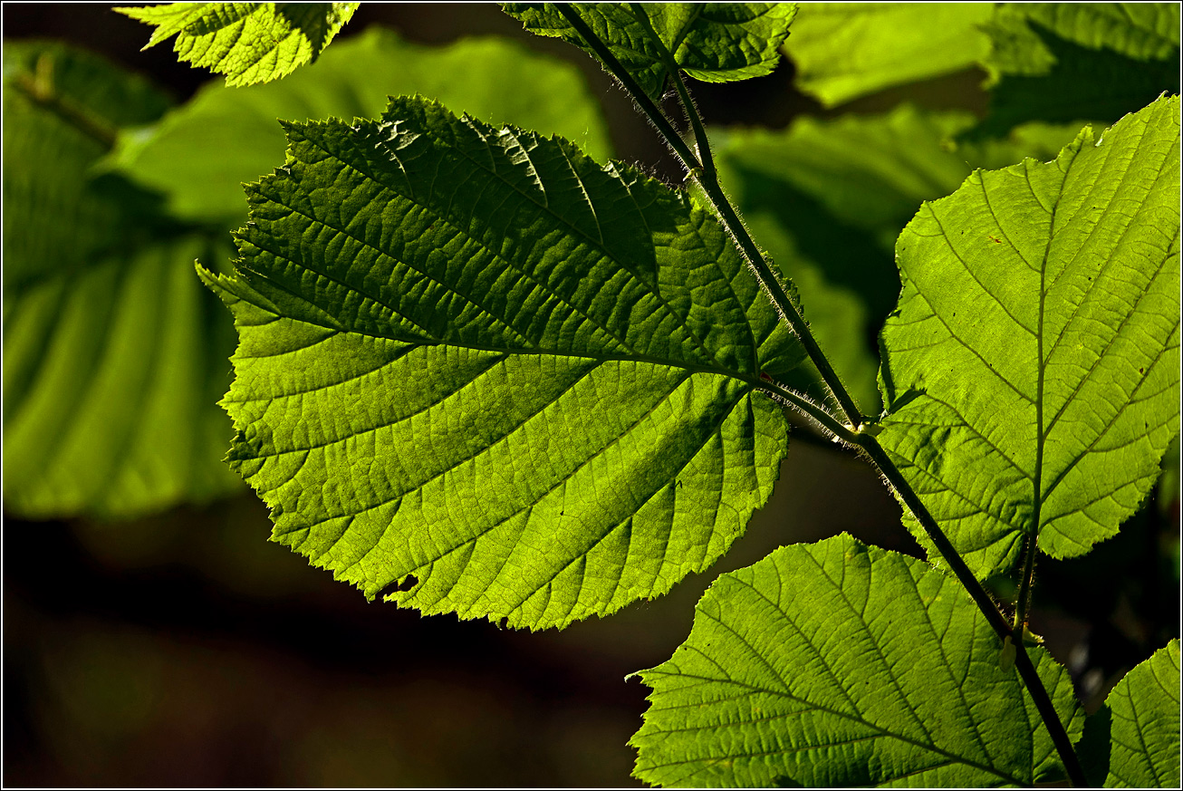 Изображение особи Corylus avellana.
