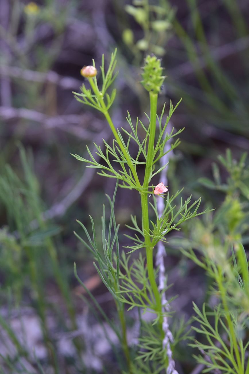 Image of Adonis flammea specimen.