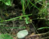 Carex remota. Верхушка плодоносящего растения. Краснодарский край, муниципальное образование город-курорт Сочи, Адлерский р-н, Кудепстинский сельский округ, окр. пос. Дубравный, Кудепстинский дендропарк, широколиственный лес, берег небольшого ручейка. 04.07.2024.