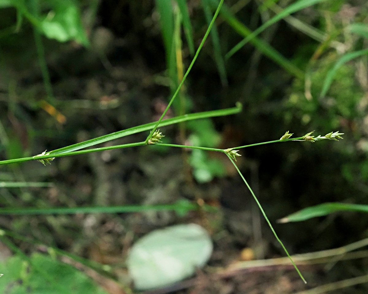 Изображение особи Carex remota.